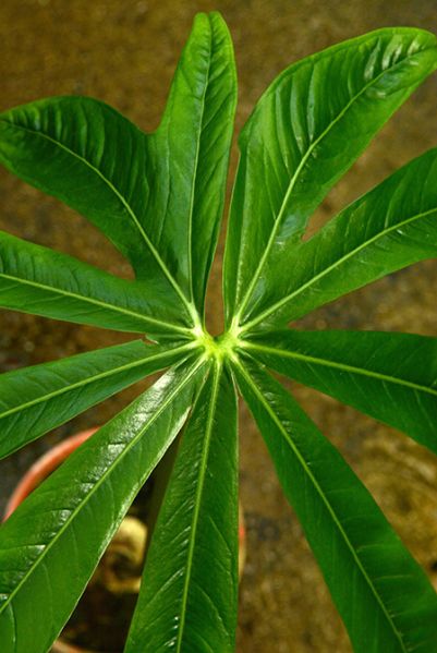 文件:AnthpradoenseCroat 02.jpg