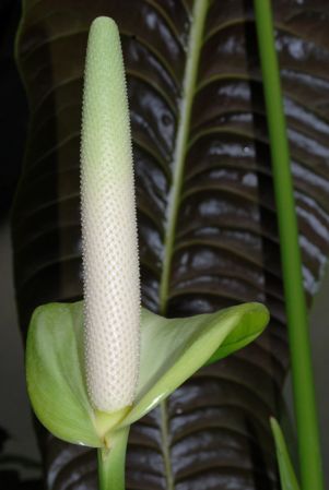 Pictured at the Jardin Botanique de Lyon (France) Image Copyright © 2009 by David Scherberich
