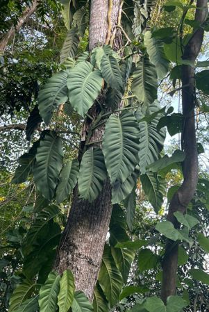 Pictured in Izabal, Guatemala Image Copyright © 2021 by Fred Muller