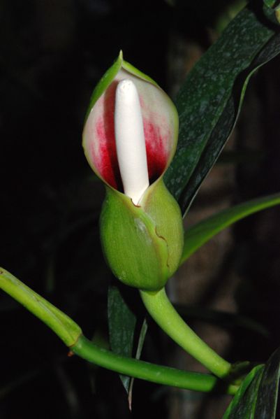 文件:Philobakeri 03.jpg