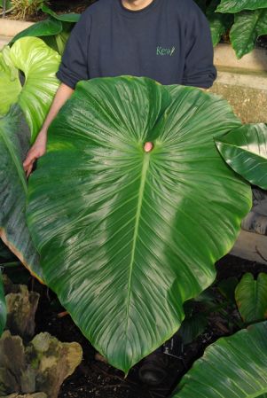 I.G.Hodgson 60 from Napo, Ecuador Pictured in Royal Botanic Gardens, Kew Image Copyright © 2012 by David Scherberich