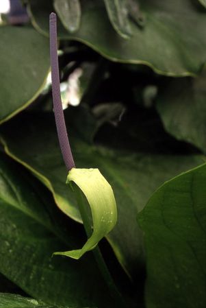 Pictured at the Jardin Botanique de Lyon (France) Image Copyright © 2003 by Frederic Muller
