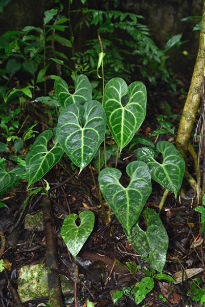 文件:AnthleuconeurumFM 01.jpg