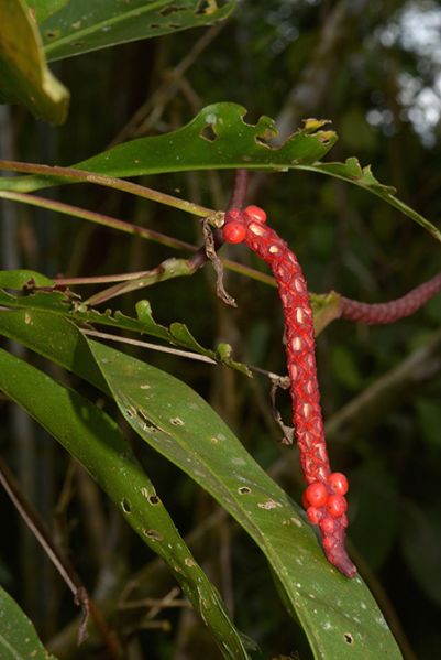 文件:AnthgracileCroat 03.jpg