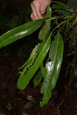 Croat 106026 pictured near Rio Taculin (Pastaza, Ecuador) Image Copyright © 2015 by David Scherberich