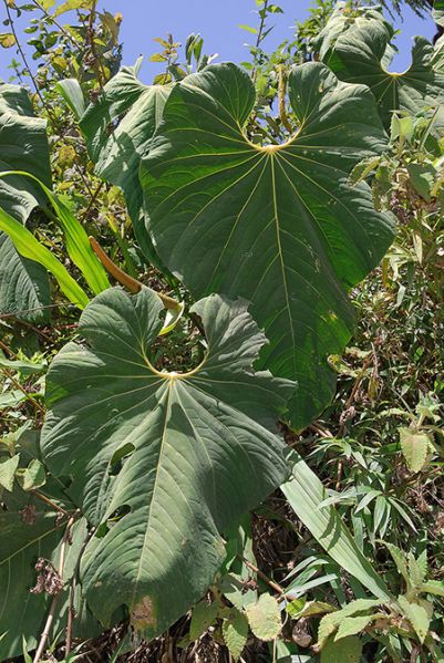 文件:AnthmargumCroat 06.jpg
