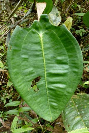 Pictured in Risaralda, Colombia Image Copyright © 2015 by Bruce Dunstan