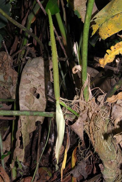 文件:AnthqueremalenseCroat103982 01.jpg