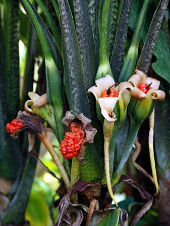 Pictured at the Jardin Botanique de Lyon (France) Image Copyright © 2007 by David Scherberich