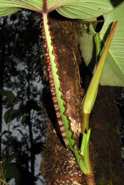 文件:Philoalatiundulatum 05.jpg