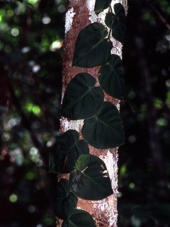 Pictured in Mana, French Guiana Image Copyright © 2006 by David Scherberich