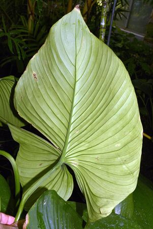 Pictured in Royal Botanic Garden Edinburgh Image Copyright © 2017 by David Scherberich