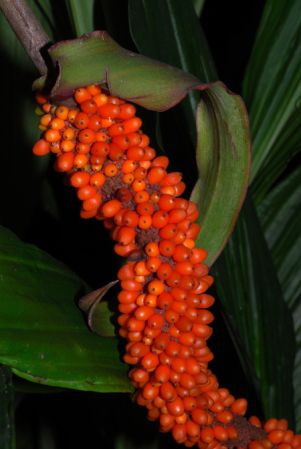 From Panama, pictured in the Botanischer Garten der Universität Heidelberg (Germany) Image Copyright © 2013 by David Scherberich