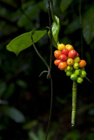Pictured in Guatemala Image Copyright © 2013 by Fred Muller