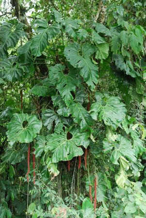 Croat 104204, pictured in Carchi, Ecuador Image Copyright © 2013 by David Scherberich