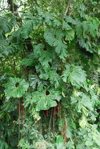 文件:AnthgiganteumCroat 06.jpg