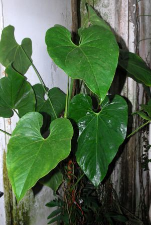 Pictured in the Botanischer Garten der Universitat Göttingen (Germany) Image Copyright © 2011 by David Scherberich