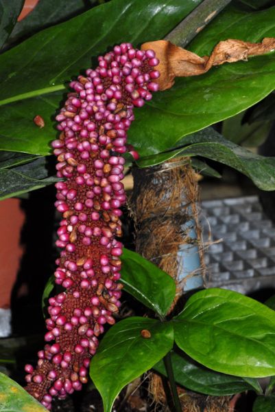 文件:Anthjenmanii 03.jpg