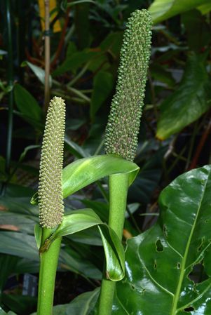 Pictured in Royal Botanic Gardens, Kew Image Copyright © 2015 by David Scherberich