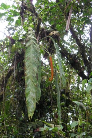 Pictured in Fortuna, Chiriqui (Panama) Image Copyright © 2015 by Bruce Dunstan