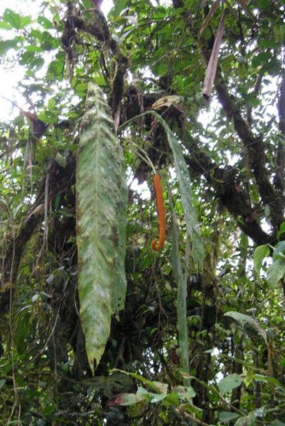 文件:AnthpseudospectabileBD 01.jpg