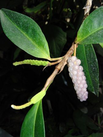 Pictured at the Jardin Botanique de Lyon (France) Image Copyright © 2008 by David Scherberich