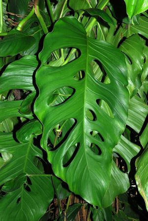 Pictured at the Fairchild Tropical Botanic Garden Image Copyright © 2012 by David Scherberich
