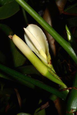 Pictured in the Botanischer Garten München (Germany) Image Copyright © 2016 by David Scherberich