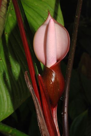 From Costa Rica, pictured at the Jardin Botanique de Lyon (France) Image Copyright © 2014 by David Scherberich