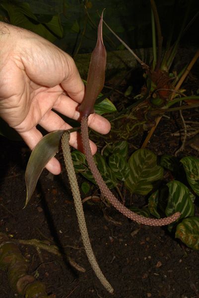 文件:AnthjureianumE 04.jpg