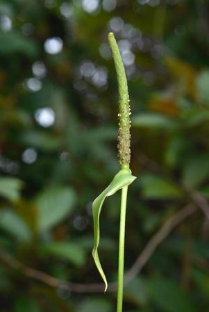 Pictured in Chiapas, Mexico Image Copyright © 2019 by Fred Muller