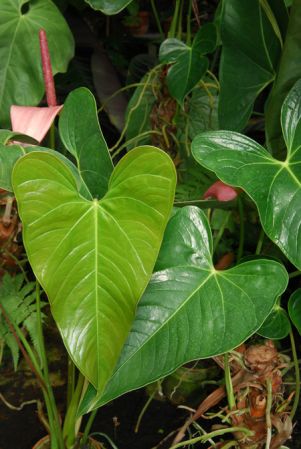 Pictured in the Botanischer Garten der Universitat Göttingen (Germany) Image Copyright © 2011 by David Scherberich