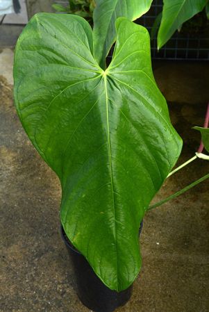 Croat 93460 from Cotopaxi, Ecuador Pictured at the Jardin Botanique du Montet (Nancy, France) Image Copyright © 2022 by David Scherberich