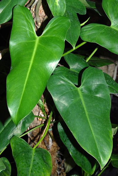 文件:Philoappendiculatum 01.jpg