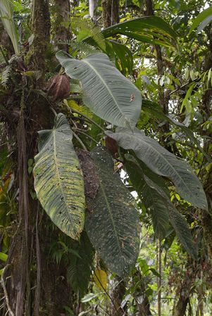 Croat 105653 pictured near Muyuna (Napo, Ecuador) Image Copyright © 2015 by David Scherberich