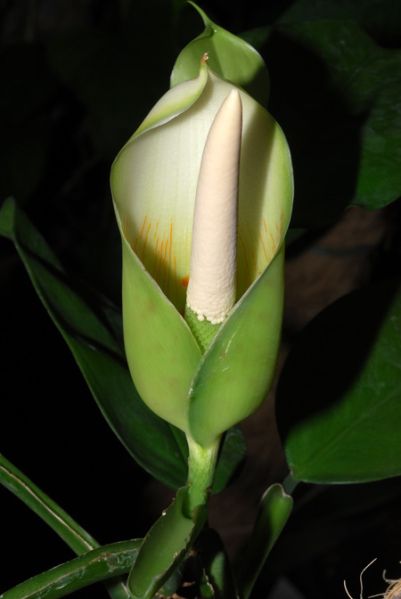 文件:PhiloguianenseDS 05.jpg
