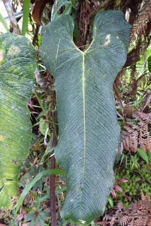 Pictured in La Planada Reserve, Narino, Colombia Image Copyright © 2018 by Bruce Dunstan