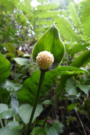 Pictured in Finca Guyacan, Costa Rica Image Copyright © 2016 by Bruce Dunstan