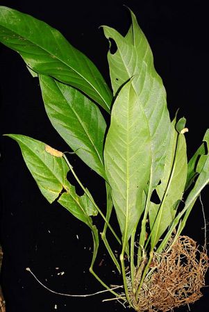 Pictured in Panama Image Copyright © 2011 by Lars Nauheimer