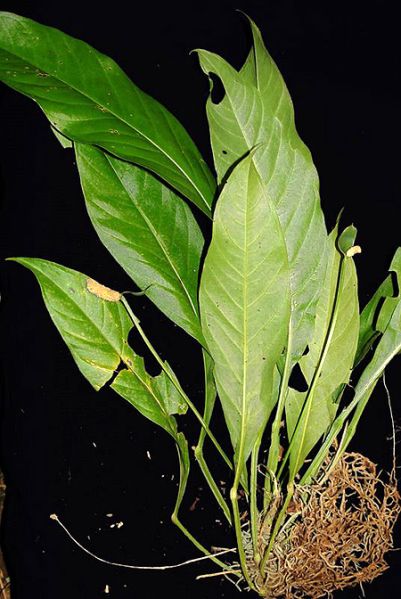 文件:AnthconsobrinumLN 01.jpg