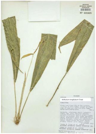 标本存储在存于密苏里植物园、厄瓜多尔国家植物标本馆。