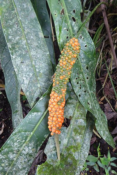 文件:AnthseibertiiBD 03.jpg