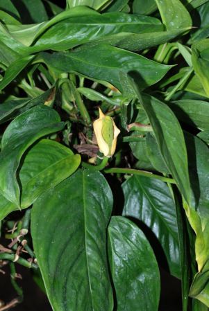 From Brazil (Para), pictured at the Jardin Botanique du Montet (Nancy, France) Image Copyright © 2010 by David Scherberich