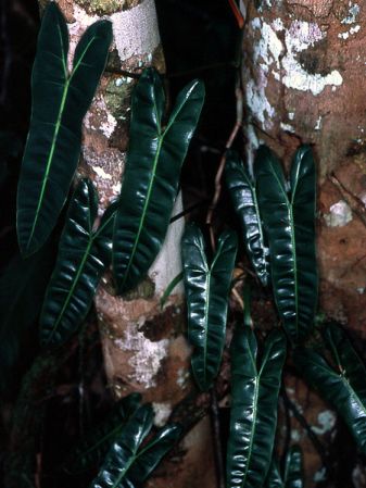 Pictured near Regina, French Guiana Image Copyright © 2006 by David Scherberich