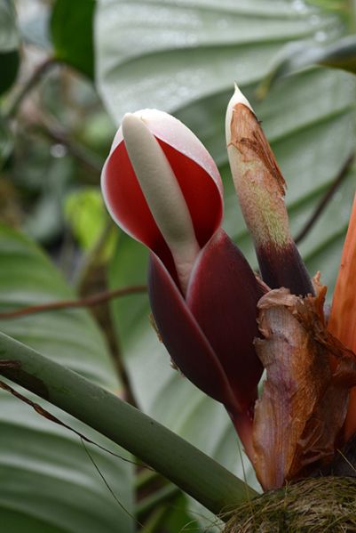 文件:Philostrictum 01 03.jpg