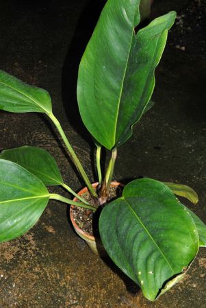 From Ecuador (Pichincha), pictured at the Jardin Botanique du Montet (Nancy, France) Image Copyright © 2013 by David Scherberich