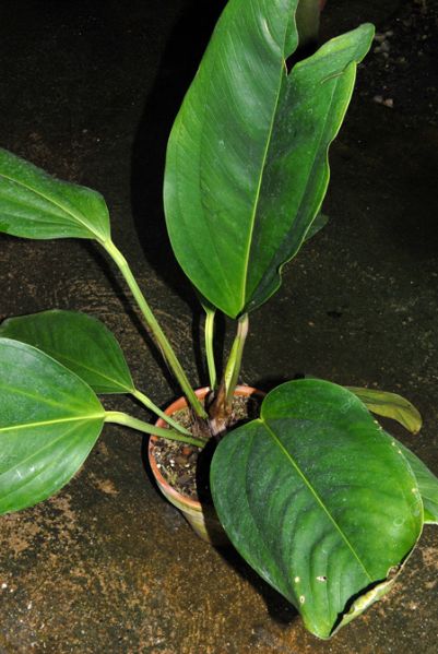 文件:Anthovatifolium 02.jpg