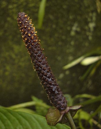 Image Copyright © 2003 by David Scherberich