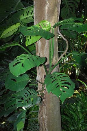 Pictured at the Fairchild Tropical Botanic Garden Image Copyright © 2012 by David Scherberich