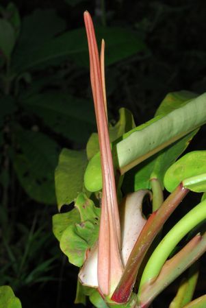 Croat 104020 pictured in Carchi, Ecuador Image Copyright © 2013 by David Scherberich